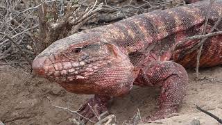 Lagarto colorado Salvator rufescens en Parque Nacional Sierra de las Quijadas [upl. by Purdy370]