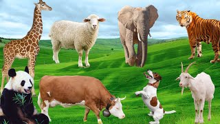 Interesting Animals  Giraffe Elephant Zebra Goat Sheep Rabbit  Animal Exploration [upl. by Ahsataj]