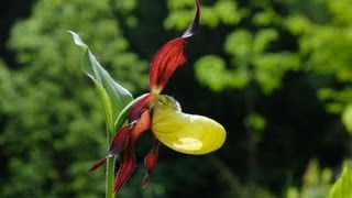 Der Burgberg im WeserBergland  Orchideen und andere Waldpflanzen [upl. by Salinas]