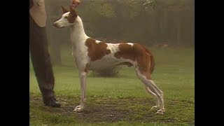 Ibizan Hound  Podenco Ibizenco [upl. by Elime]