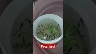 Dicas na criação de peixes bettas betta bettafish [upl. by Yelha753]