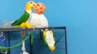 Cute Caique Parrot Plays with Jingle Ball Hanging Upside Down [upl. by Marsha281]