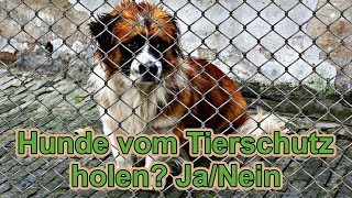 Ein Hund aus dem Tierschutz ja oder nein  Tierschutzhunde  Nature Trails [upl. by Weissberg]