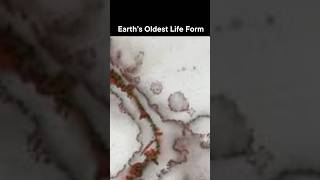 Microfossils found in Canada are believed to be 3 7 billion years old [upl. by Erehs]