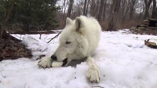 Arctic Wolf Atka Eats An EggEventually [upl. by Spiegel]