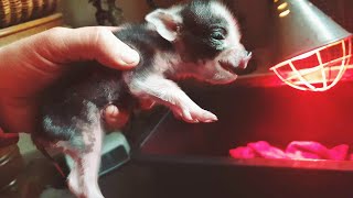 😍 NARODZINY 😍 świnka Ewelinka urodziła 🐷 MOJE MINI ZOO  odc 304 [upl. by Linson9]