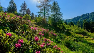 Rund um den Zirbitz  Wandern im Zirbenland  Steiermark [upl. by Yrffej]