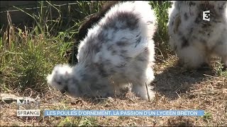 Poules dornement  sauvegarder les espèces bretonnes [upl. by Hendel]