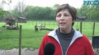 Kinderboerderij Terneuzen krijgt betere beveiliging [upl. by Lachman]