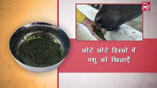 Ethnoveterinary formulation for Lumpy Skin Disease LSD Hindi [upl. by Nilad]