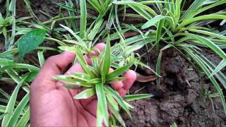 How to get bushy Spider plant [upl. by Craig176]