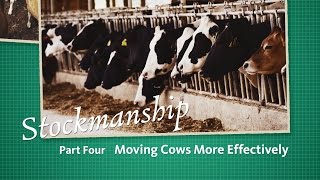 Stockmanship Part 4  Moving Cows More Effectively [upl. by Keenan632]