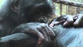 Bonobo Pan paniscus lausen Primaten ape Menschenaffe Affe [upl. by Sharos941]