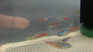 Neon Tetra Breeding Group [upl. by Crosley]