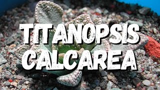 Titanopsis Calcarea Tudo Sobre Essa Suculenta [upl. by Gaughan]