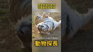 原來兇猛的老虎，睡覺也喜歡貼貼抱抱！ 動物世界老虎 [upl. by Vania]