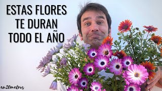 CURIOSIDADES y CUIDADOS de la DIMORPHOTECA flores para todo el año  en20metros [upl. by Colpin]