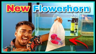 How I Get My Dream Fish quot FlowerHorn quot  FlowerHorn Tank Setup  Disease Treatment  Care Tips [upl. by Azalea]