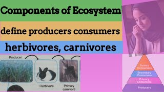 Components of ecosystem  define producers  what are consumers  define herbivores  carnivores [upl. by Chute]