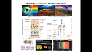 Retinal cells function amp Colour perception Physiological Concepts amp Mechanisms [upl. by Grane]