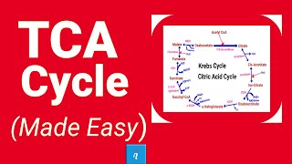 TCA cycle  Krebs cycle Made Easy [upl. by Iey]