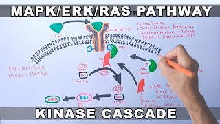 MAPKERK Signaling Pathway [upl. by Fari]