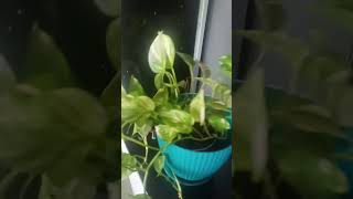 Beautiful plant in a pot money plant tamil [upl. by Alihet]