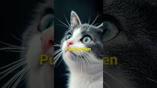 WIE HEIßT DEINE KATZE 🐾 katze cat funny [upl. by Coffey]