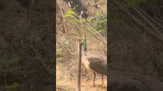 Kitten trying to attack peahen cat kitten catlover crazykitty peahen Peacock shortsvideo [upl. by Luhe719]