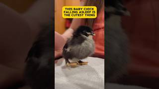 Cutest Baby Chick Falling Asleep chickens homestead farmlife [upl. by Nereus]