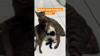 shortvideo cat [upl. by Rudiger356]