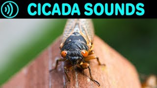 CICADA SOUNDS  Sound Effect of Cicadas in Summer at Night  Sounds of Cicada Chicharra Campanero [upl. by Brockie]