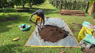 Applying Organic and Vermicast Fertilizer to rehabilitate the fruit trees [upl. by Susi864]