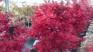 Acer palmatum ‘Skeeters Broom’ autumn colour [upl. by Fabien436]