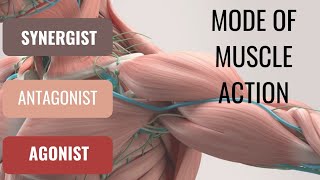 Agonist antagonist synergistType of synergist mode of action of muscle [upl. by Mit]