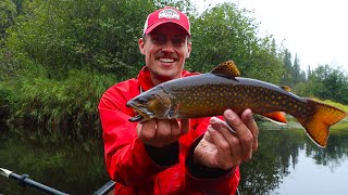 Fall Brook Trout in ALGONQUIN  4 Days SOLO Camping in the Backcountry [upl. by Otcefrep451]