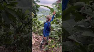 Así Nos Aventuramos En El Campo Para Las Cosechas De Banano losbarrerita banano tendencia [upl. by Norma]