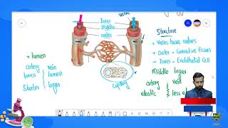 Veins  CHP 9  9TH BIOLOGY EM  LECTURE 21 [upl. by Yruy]