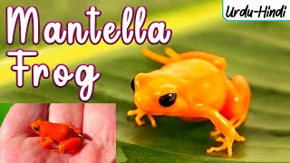 GOLDEN MANTELLA FROG in UrduHindi  WordsPlayingMeDejaVu [upl. by Eigla373]