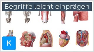 Wie man sich anatomische Begriffe leicht einprägt  Anatomie des Menschen  Kenhub [upl. by Begga]