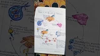 Life cycle of Plasmodium Diagram biology neet diagram lifecycle plasmodium zoology viralshort [upl. by Yerg]