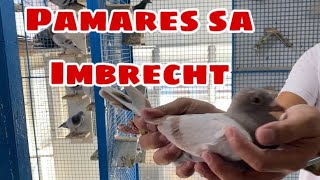 PAMARES SA IMBRECHT Reggie Cruz Loft amp Aviary reggiecruzloftandaviary racingpigeon [upl. by Nortal]