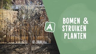 Bomen en struiken planten in je tuin dit moet je zeker weten I Angelo Dorny [upl. by Samara]