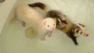 ferrets having a bath [upl. by Schwenk197]