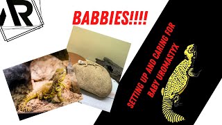 Baby Uromastyx Care [upl. by Abbey]