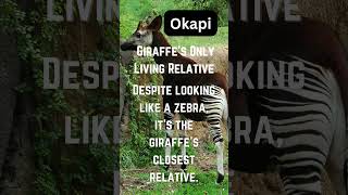 Wildlifes BESTKept Secret The OKAPI [upl. by Anod]