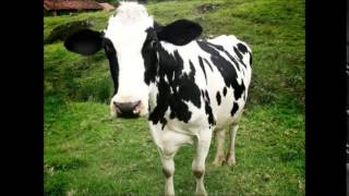 Cow Animal Sound Clip Educational Purposes Only [upl. by Hathaway]