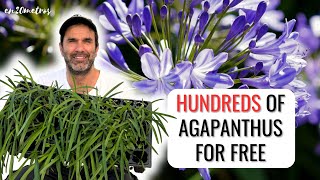 GET HUNDREDS OF AGAPANTHUS FROM A DRIED FLOWER seeding and planting agapanthus for free [upl. by Llenrod]