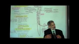 THE SPINAL CORD amp SPINAL TRACTS PART 2 by Professor Fink [upl. by Siravaj672]