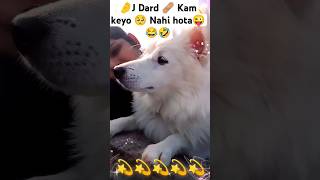 🥺Hay J 🩹🩹Dard 😜🤣🤣🤣🤣🤣🤣🤣🤣funnydoglover funnycomedy new shortvideo [upl. by Ahsatin]